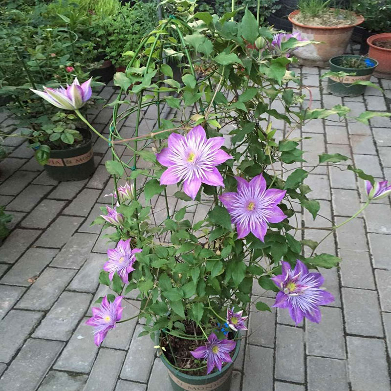 园艺铁丝线金钱树蔬菜瓜果爬藤支架花卉植物支撑杆兰花枝条固定架