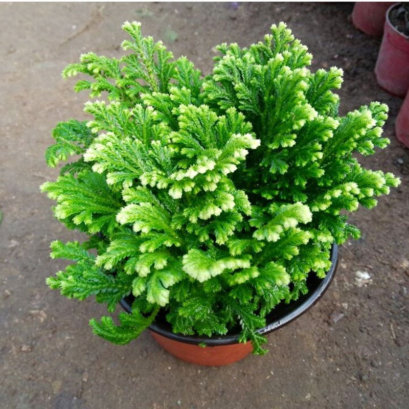 卷柏绿色盆栽植物卷白卷柏九死还魂草蕨类花卉复活草观叶常青绿植
