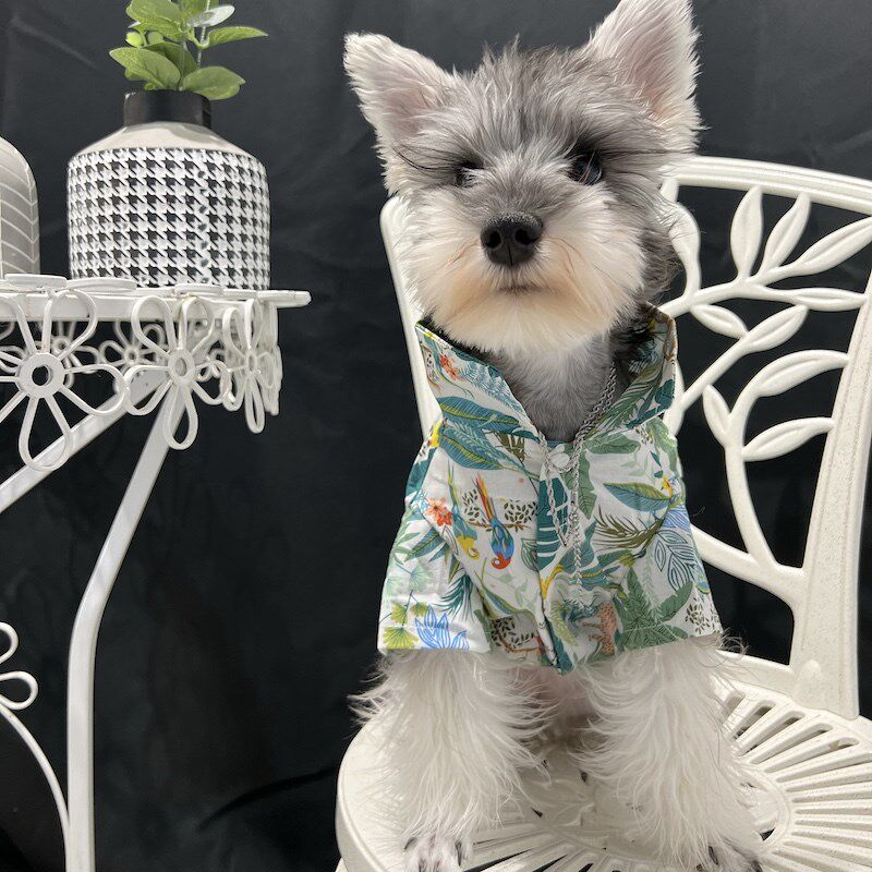 帅气猫咪狗狗沙滩衬衫夏季薄款泰迪雪纳瑞空调服猫咪防掉毛衣服潮