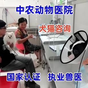 宠物医院医生兽医咨询犬猫狗眼科皮肤胃肠关节心肺脏肝肾专科问题