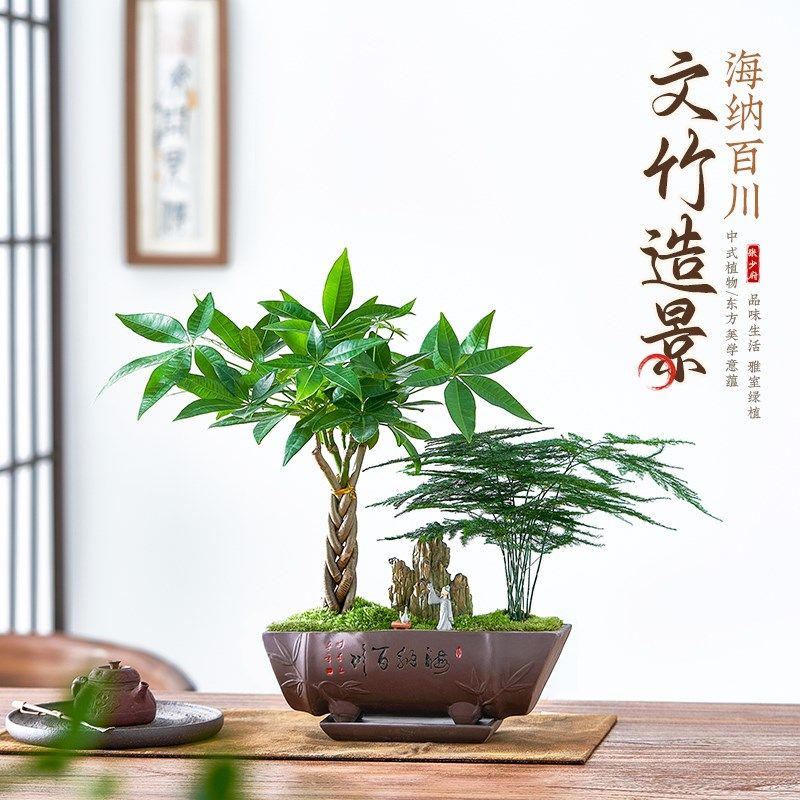文竹造型盆景微景观植物摆件茶室内桌面发财树富贵竹盆栽好养送礼,鲜花速递/花卉仿真/绿植园艺,造型盆景,淘宝优惠券,粉丝福利购,淘宝优惠卷