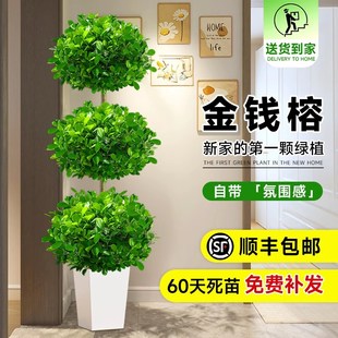 金钱榕大盆栽榕树客厅盆景室内招财摇钱树大型植物办公室绿植好养