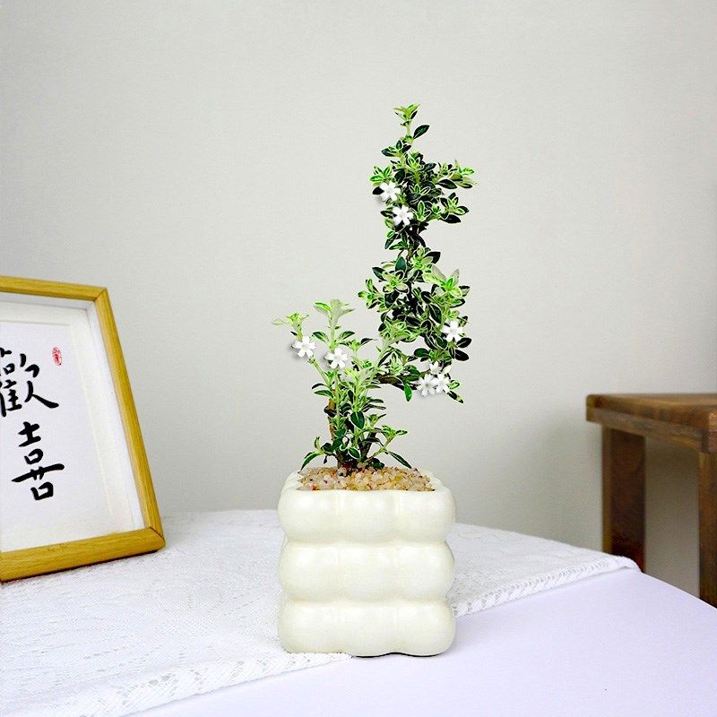 六月雪盆栽室内好养绿植开花植物家居办公桌面造型小盆景摆件,鲜花速递/花卉仿真/绿植园艺,造型盆景,淘宝优惠券,粉丝福利购,淘宝优惠卷