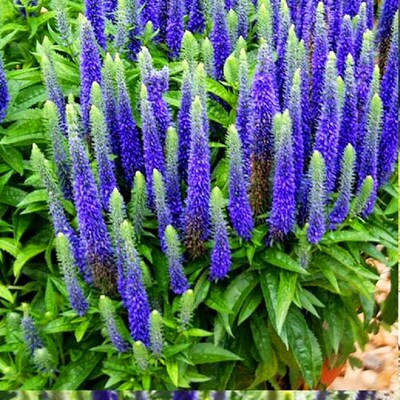 穗花婆婆纳盆栽 多年生宿根花卉 室外阳台庭院植物耐寒好养花期长