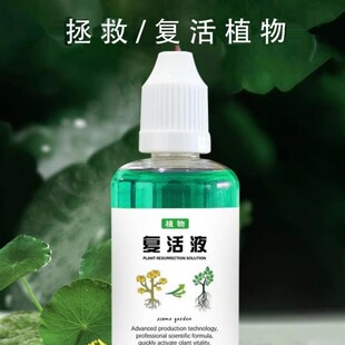 这就是救花神器 发财树养成这个鬼样子 不要着急扔 给它浇一种水