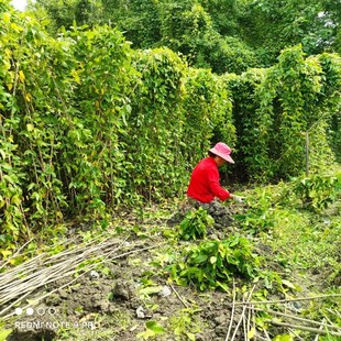 油麻藤小杯苗20棵,牛马藤苗1.5米长,庭院遮阳爬藤植物四季常绿