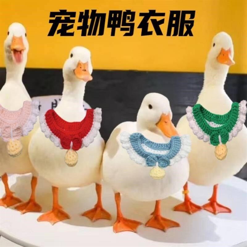 柯尔鸭衣服宠物鸭子项圈装饰可爱服装用品鹅小鸡子穿的衣服鸭围脖