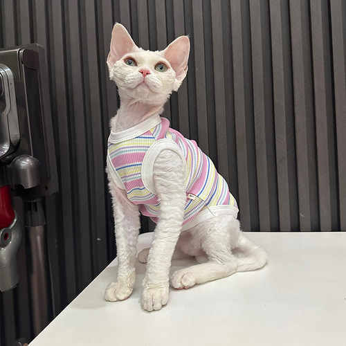 条纹弹力背心空调服任发财无毛猫衣服德文衣服斯芬克斯猫可爱