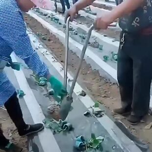 苗苗烟玉米工具栽种打孔器种菜烤移神器移栽器机西瓜农用苗辣椒菜