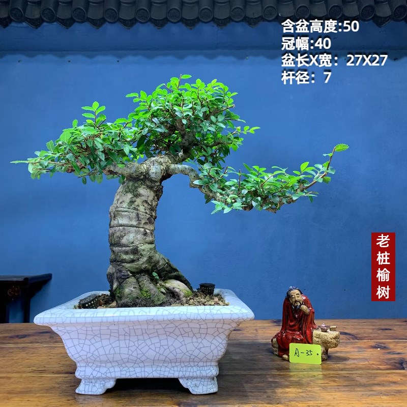 榆树老桩矮霸榆树老桩坨坨小叶榔榆一物一拍榆树盆景种好带盆包邮