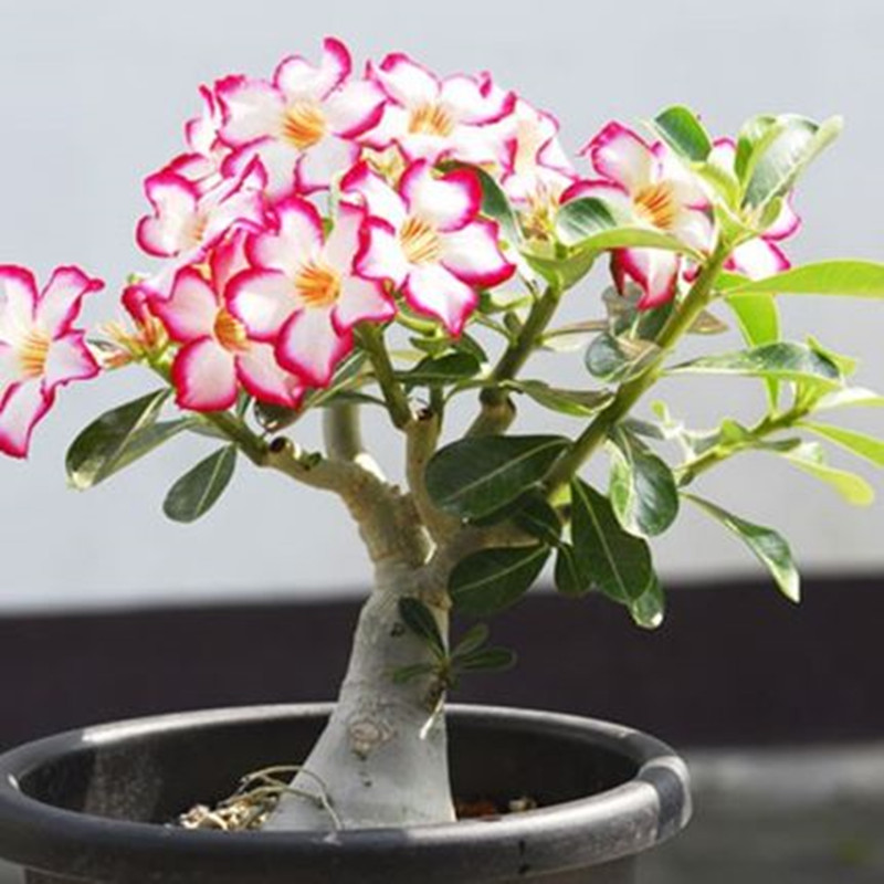 沙漠玫瑰重瓣观叶观花植物盆栽花卉净化空气桌面水培绿植盆景包邮