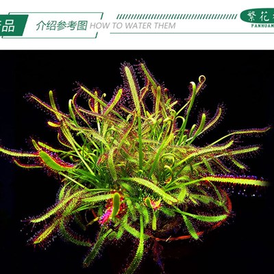 矿红好望角茅膏菜大型盆栽粘虫子毛毡苔驱蚊草会卷捕虫高手食人花