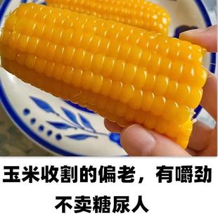 新货老式笨玉米真空老品种笨玉米糯玉米新鲜即食山西忻州低糖老棒
