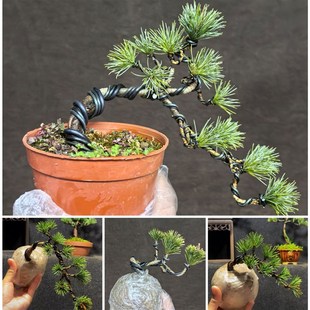 五针松小盆景微型盆栽造型老桩迷你桌面室内观叶绿植耐寒耐旱松树