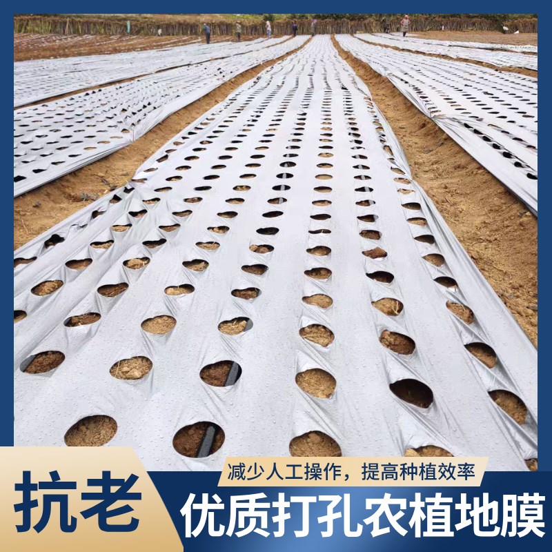 银黑地膜农用打孔塑料膜种菜带孔地膜G草莓辣椒西红柿专用有孔薄