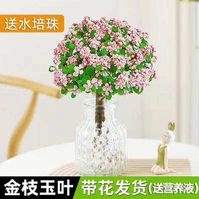 水培植物金枝玉叶盆栽老桩多肉植物造型盆景稀有品种办公室内好养