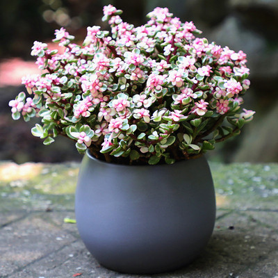 办公室金枝玉叶桌面绿植摆件雅乐之舞多肉植物室内小盆栽净化空气