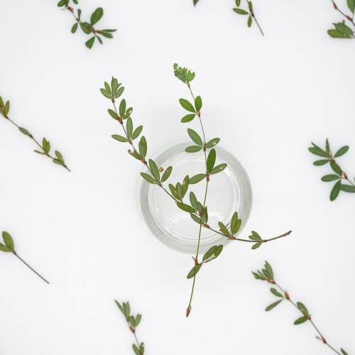 关门草尖叶枝 干花压花树叶相框滴胶书签植物标本贴画手工材料