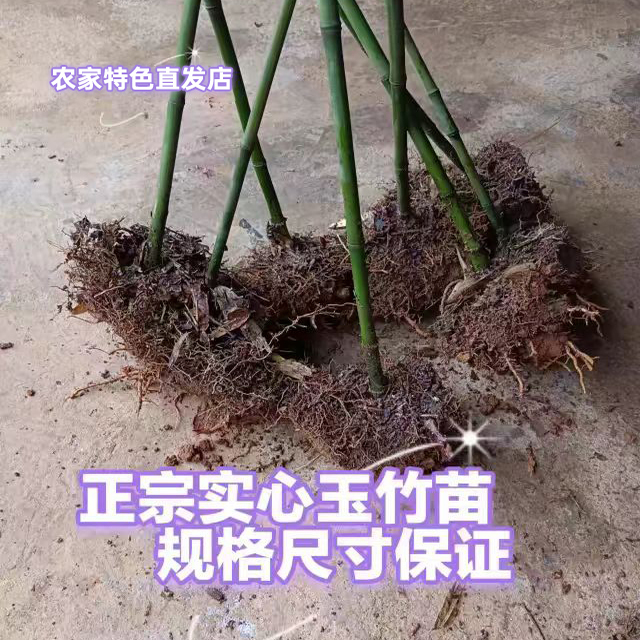 实心竹子苗四季长青竹苗