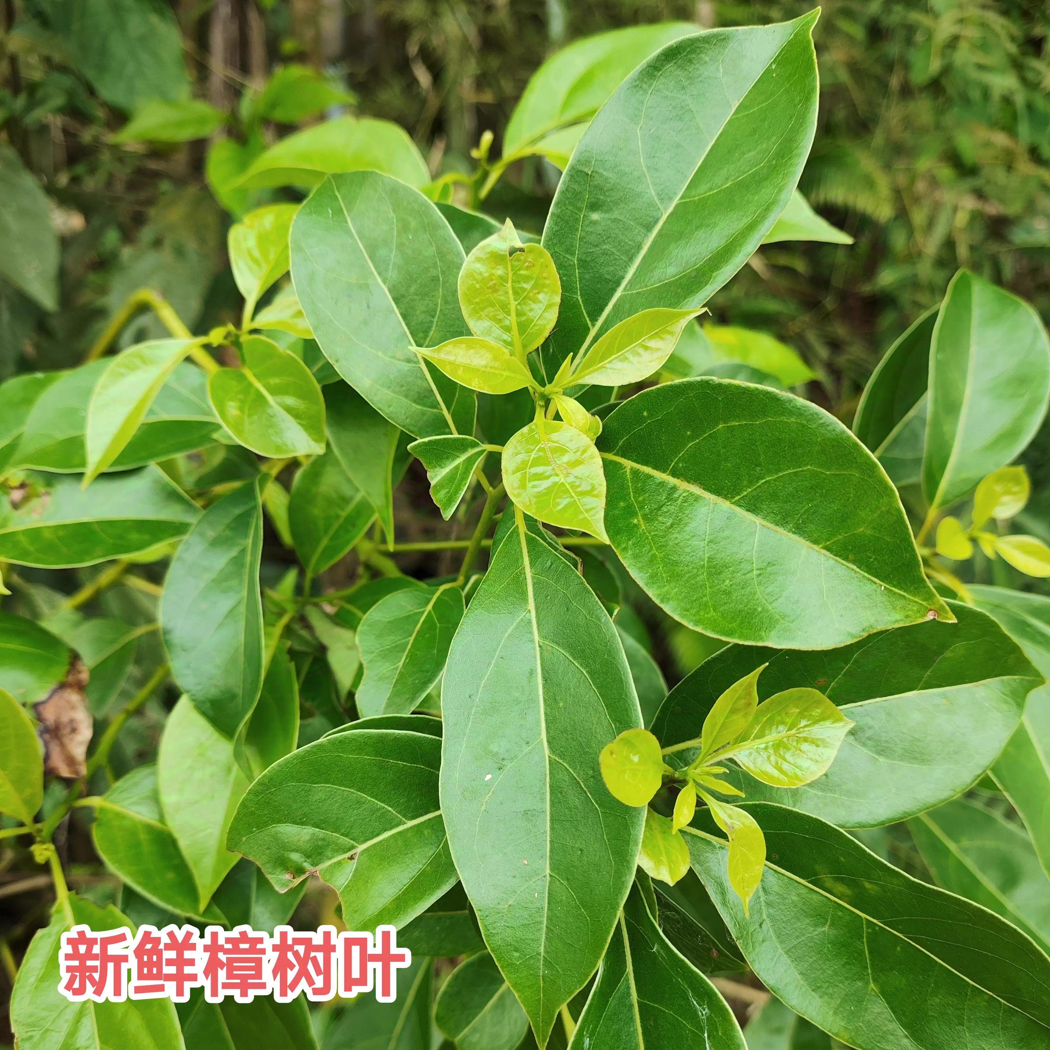樟树叶中药材500g香樟树叶