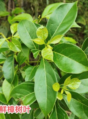 樟树叶中药材500g香樟树叶