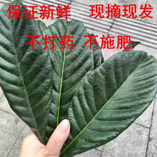 现摘新鲜枇杷叶纯天然农家