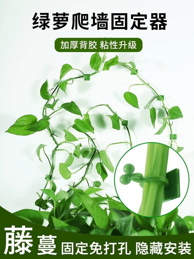 绿萝无痕爬墙固定器家用