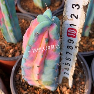 稀有多肉植物 龙凤龙神木锦牡丹仙人球珍稀造型奇特多变 寓意吉祥