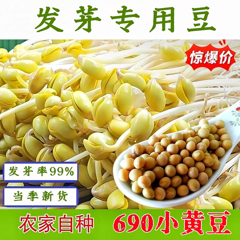 小黄豆芽种子发芽专用豆690芽豆图片