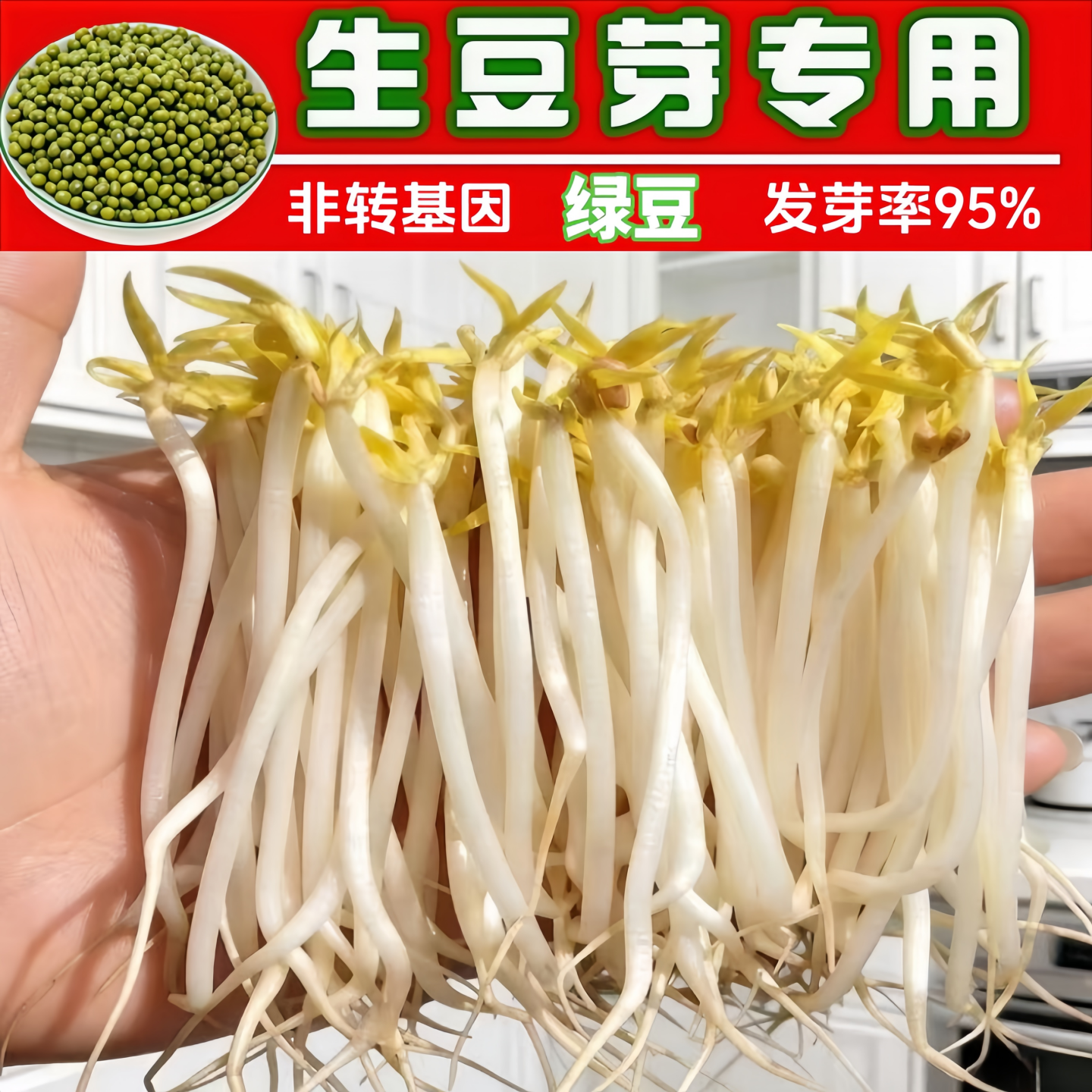 发芽绿豆专用生豆芽绿豆长绿豆芽豆种子非转基因水培发芽专用豆