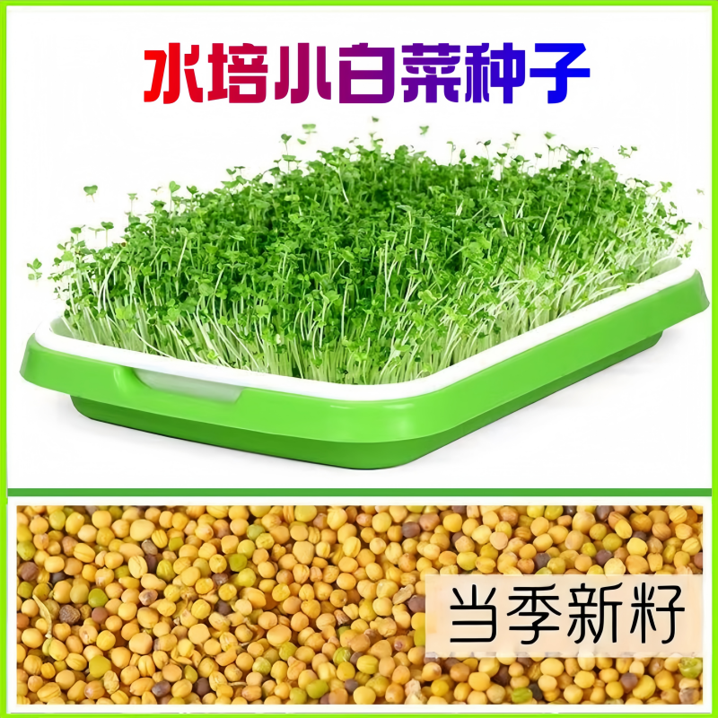 水培小白菜种子无土栽培芽苗菜籽