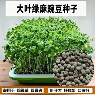 大叶绿麻豌豆种子发芽专用豌豆尖无须豌豆苗种籽四季蔬菜水培土培
