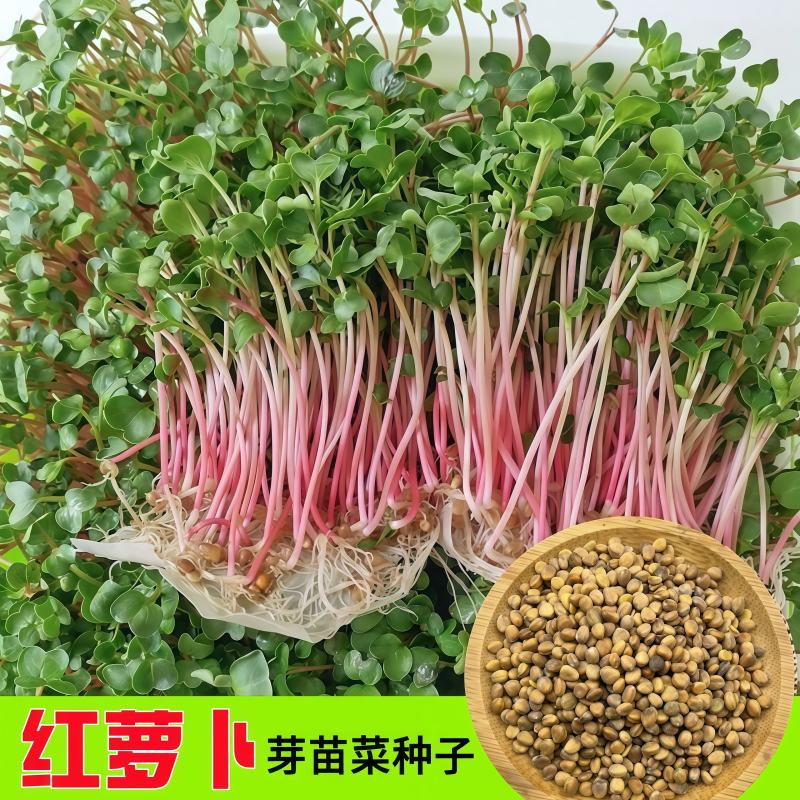 红萝卜苗种子红杆萝卜籽水培芽苗菜种子四季阳台盆栽蔬菜种孑