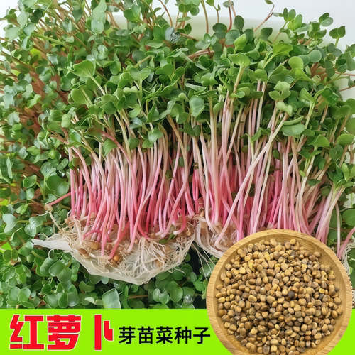 红萝卜苗种子水培芽苗菜种子