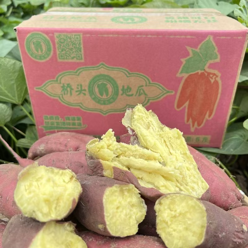 海南澄迈沙地板栗薯富硒番薯9斤