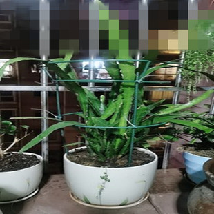 蟹爪兰仙人掌嫁接球兰花架支架攀爬园艺固定架支撑架高50组装