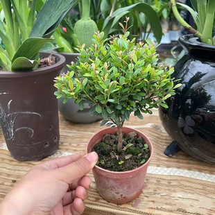小叶刺楠盆景绿植 室内阳台四季常绿小灌木 多年生 盆景树桩 好养
