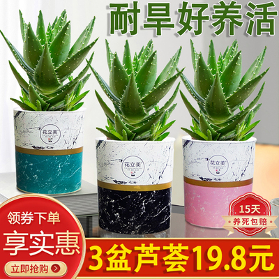 芦荟多肉盆栽绿植室内阳台好养易活美观净化空气耐旱仙人掌科土培