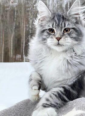 纯种血统银虎斑长毛超大型缅因猫
