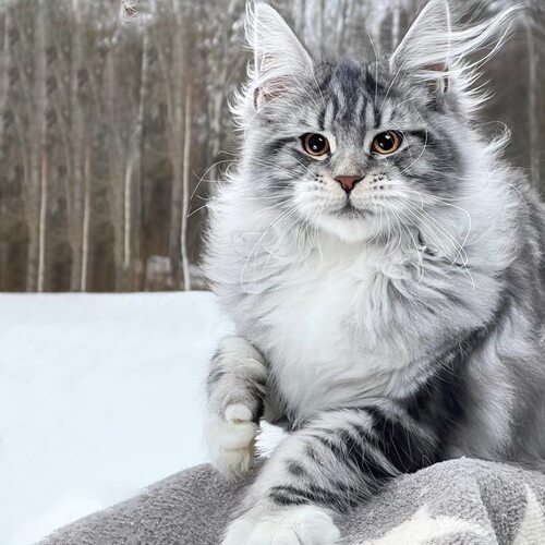纯种血统银虎斑长毛超大型缅因猫