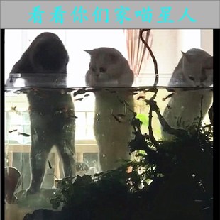 定制透明PC鱼缸盖板宠物水族箱防逃防猫盖乌龟缸盖高透明PC耐力板