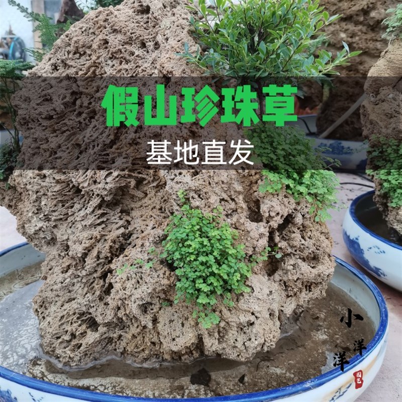 珍珠草假山草景观草吸水石植物配草苔藓石头草盆景铺面假山美化