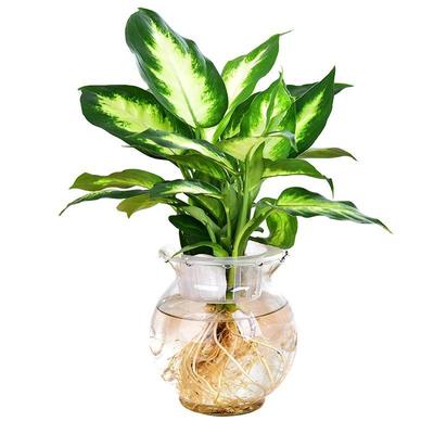 桌面无土纯水培植物发财树绿萝花吊兰栀子花文竹室内绿植花卉盆栽