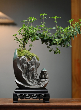 六月雪盆栽办公室桌面好养植物客厅室内摆件禅意盆景茶室黄杨绿植