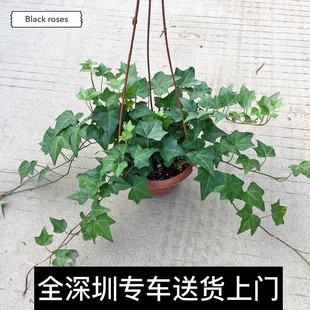 吊兰绿萝 垂吊攀援植物 净化空气吸收甲醛 爬地虎 常青藤植物盆栽