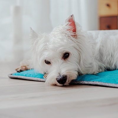 Dogsong狗垫子睡觉用狗窝四季通用可拆洗沙发垫狗狗猫咪宠物地垫