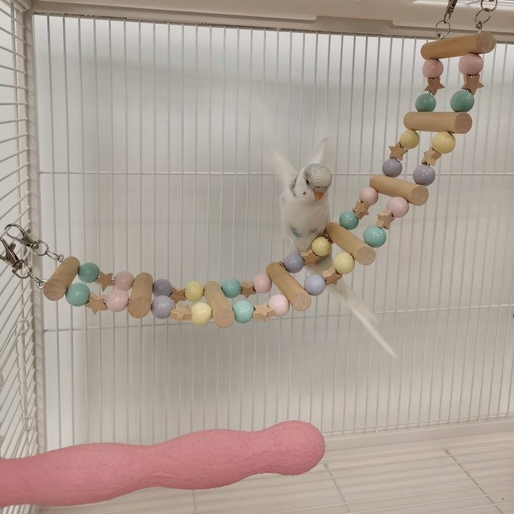 星星云梯子鸟笼梯子鹦鹉啃咬玩具用品玄凤牡丹鸟爬梯秋千啃咬攀爬,宠物/宠物食品及用品,鸟玩具,淘宝优惠券,粉丝福利购,淘宝优惠卷