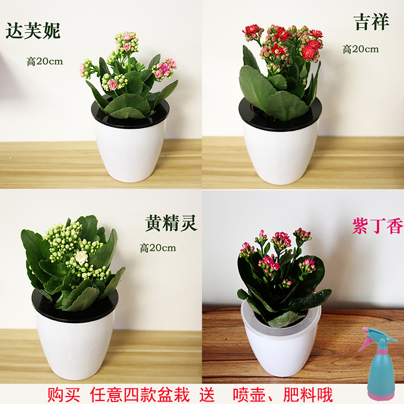 发财树绿萝栀子花带苞吊兰富贵竹长寿花芦荟九里香橡皮树红掌盆栽