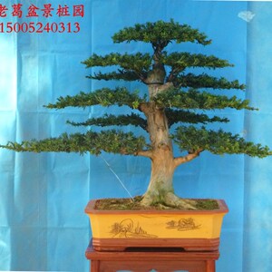 大树型米叶罗汉松盆v景造型实物 树型好 米罗