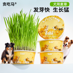 贪吃马 懒人无土狗草 狗草犬用麦草狗狗专用草狗零食助消化化毛